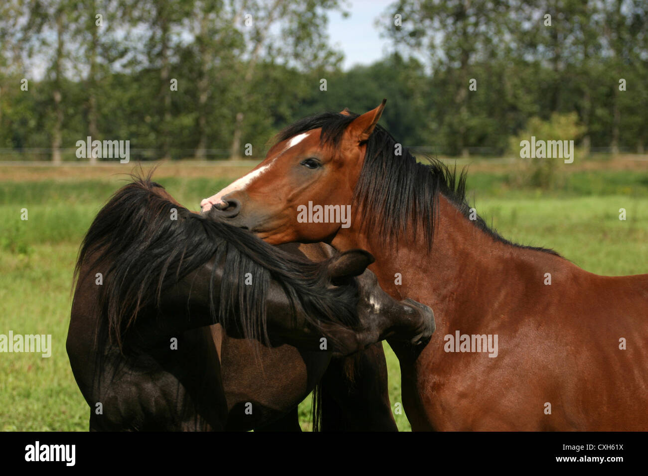 German Riding Ponies Banque D'Images
