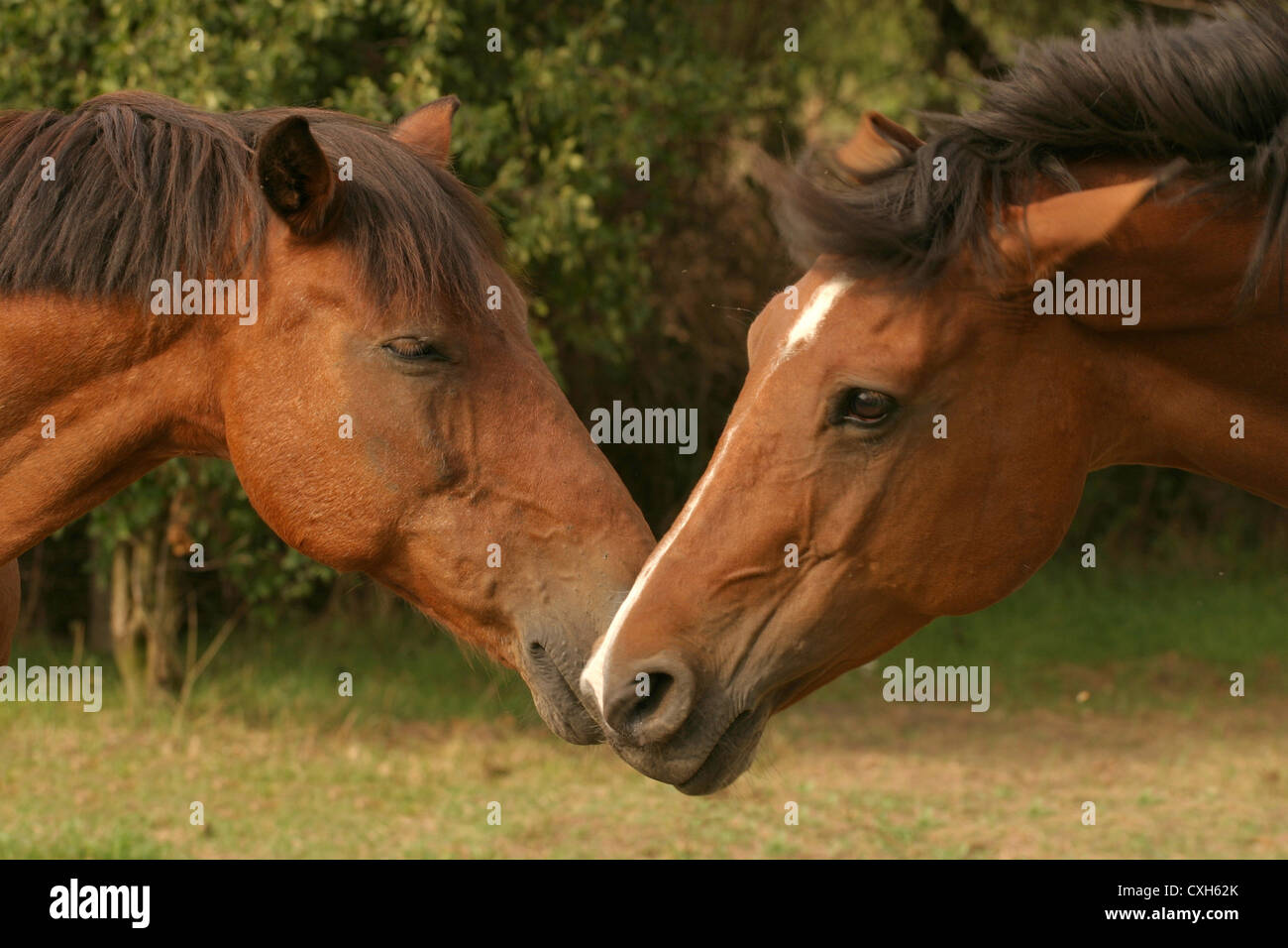 2 Allemand de souhaits Riding Ponies Banque D'Images