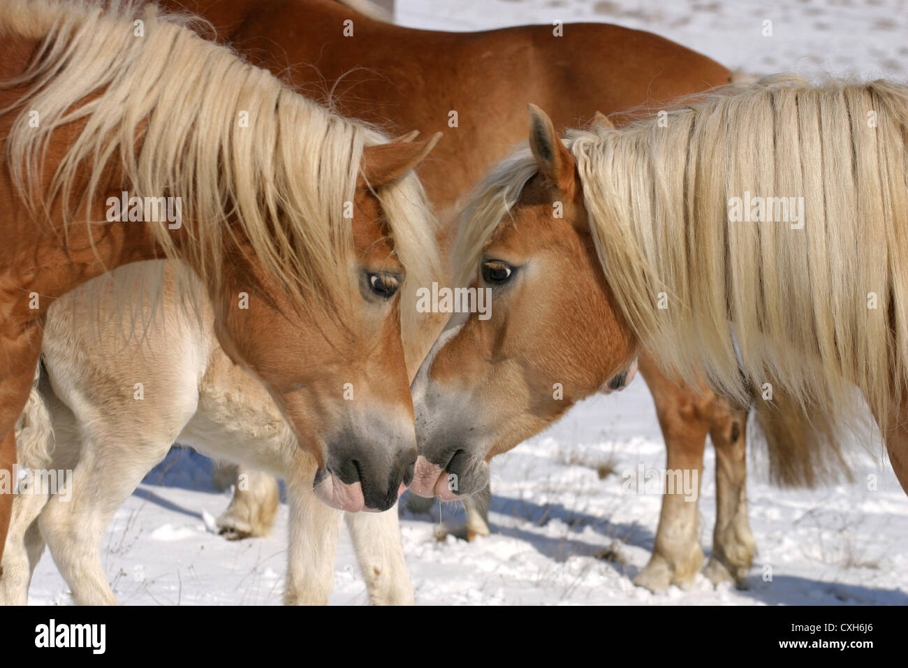 Des chevaux Haflinger Banque D'Images