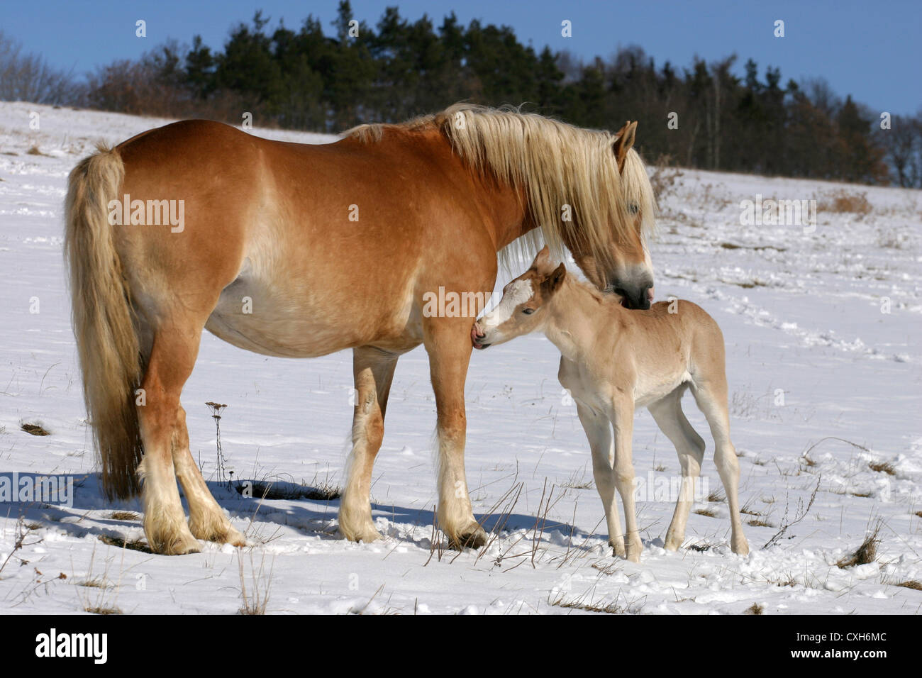 Des chevaux Haflinger dans la neige Banque D'Images