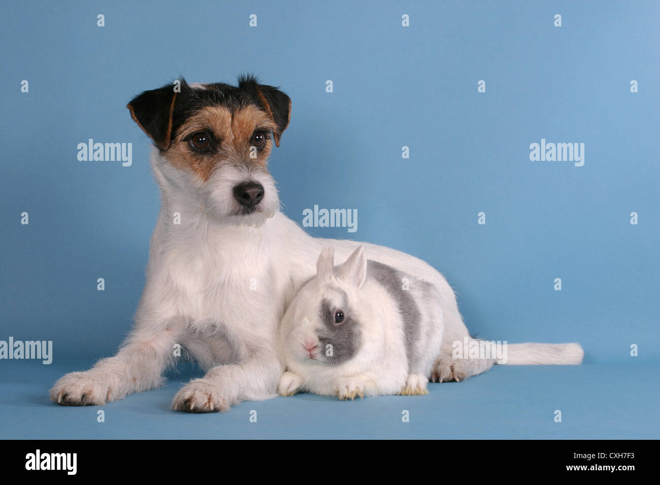 Russell terrier dwarf rabbit Banque de photographies et d’images à ...