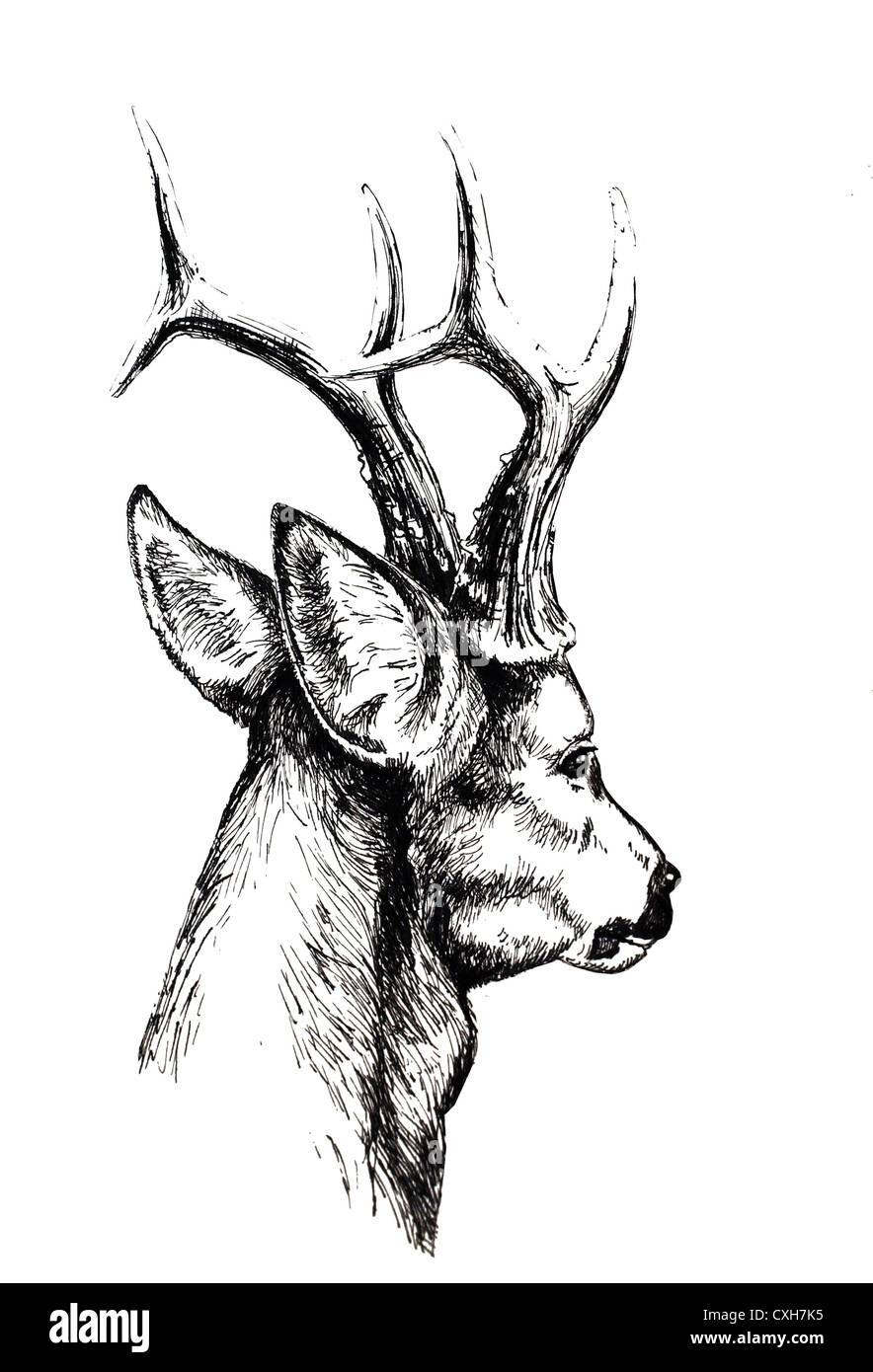 Capreolus, le chevreuil, le roe buck, cerfs, chevreuils, roedeer head, chef de cerfs, chevreuils Capreolus capreolus, portrait, Cerf européen Banque D'Images