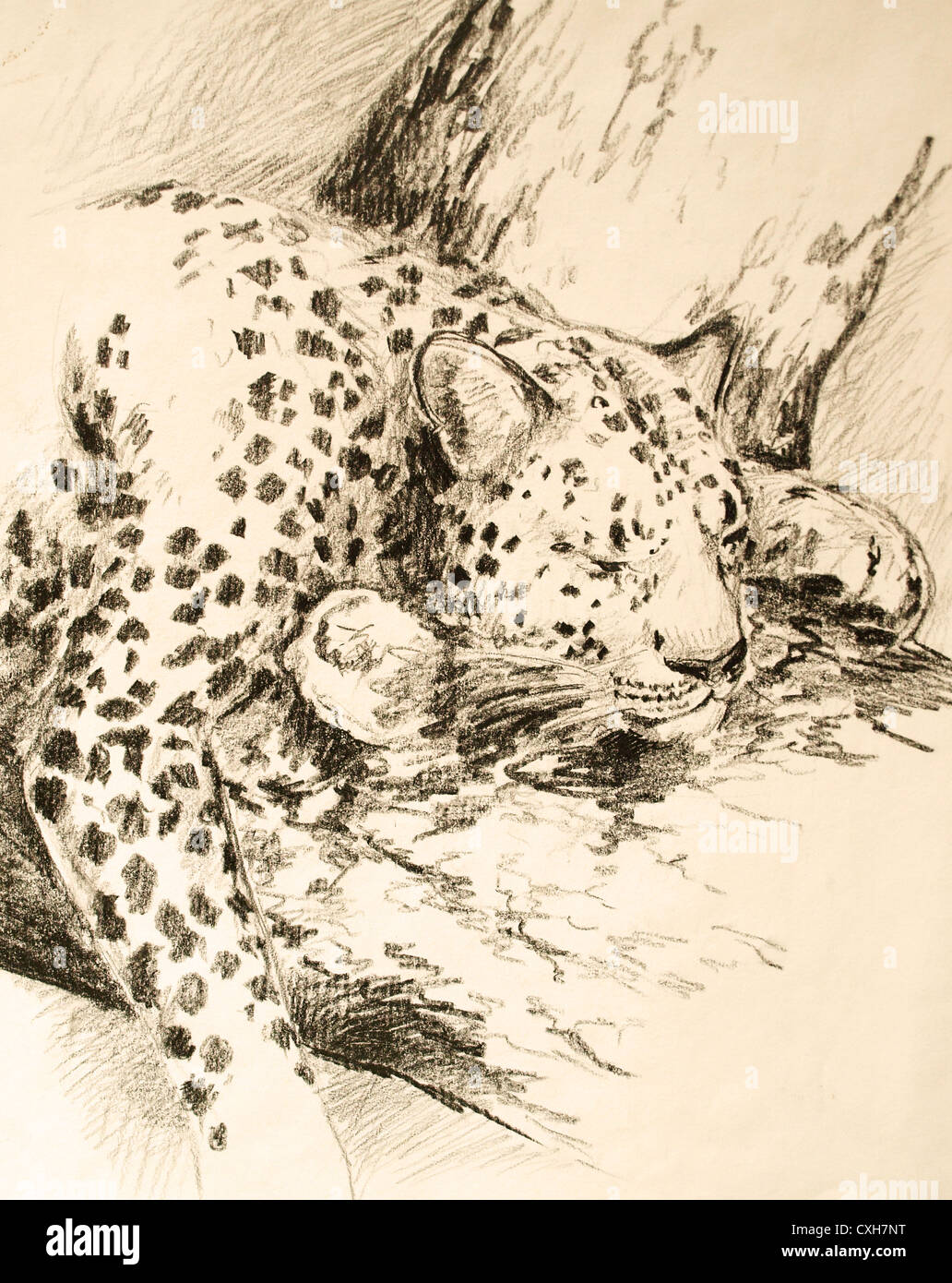 Leopard, dormir, dormir leopard, Big cat, points Banque D'Images