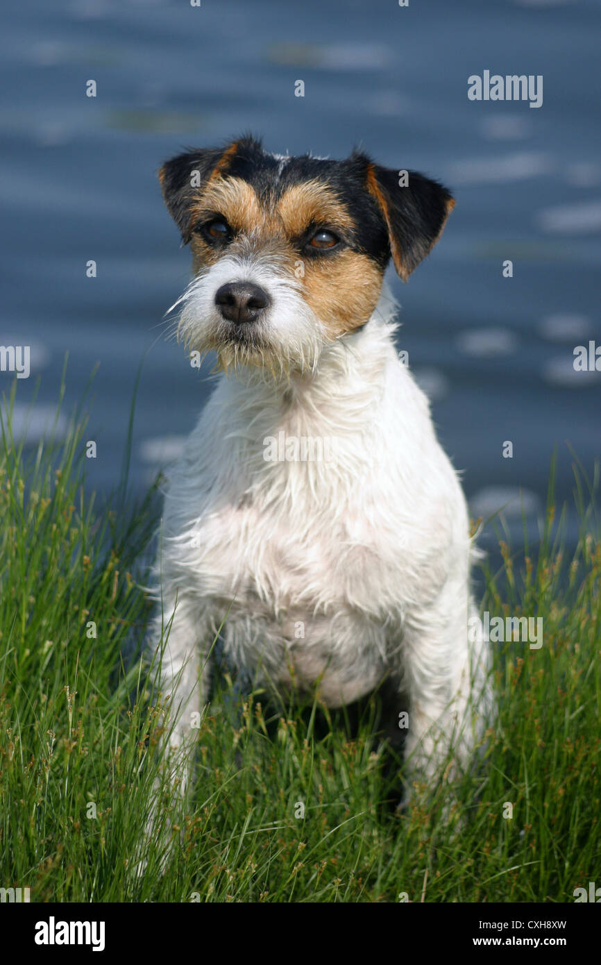 Parson Russell Terrier Banque D'Images