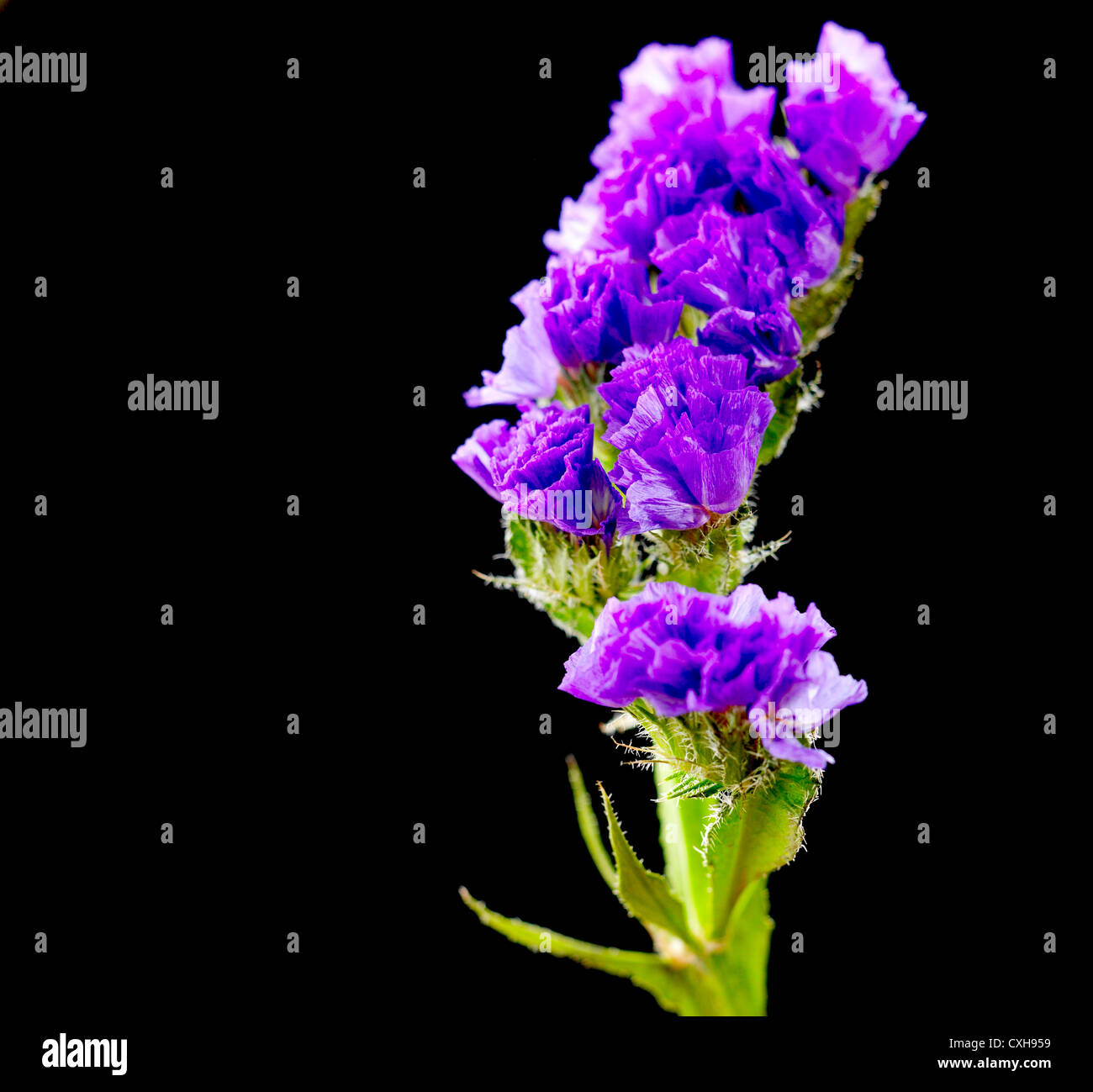 Limonium. Nom commun. Statice, lavande de mer Banque D'Images