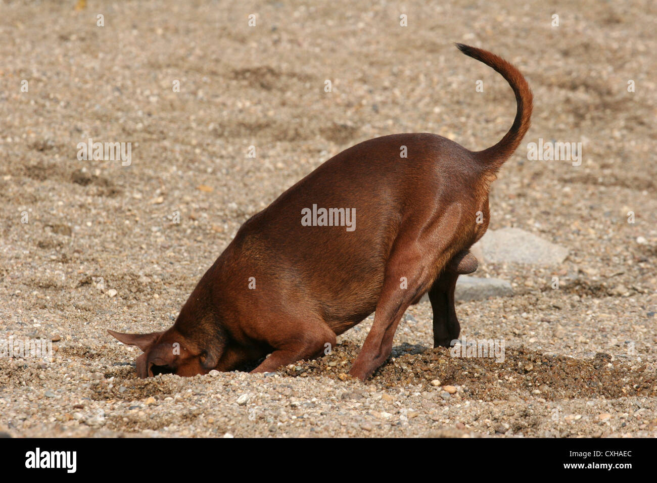 Creuser pinscher nain Banque D'Images