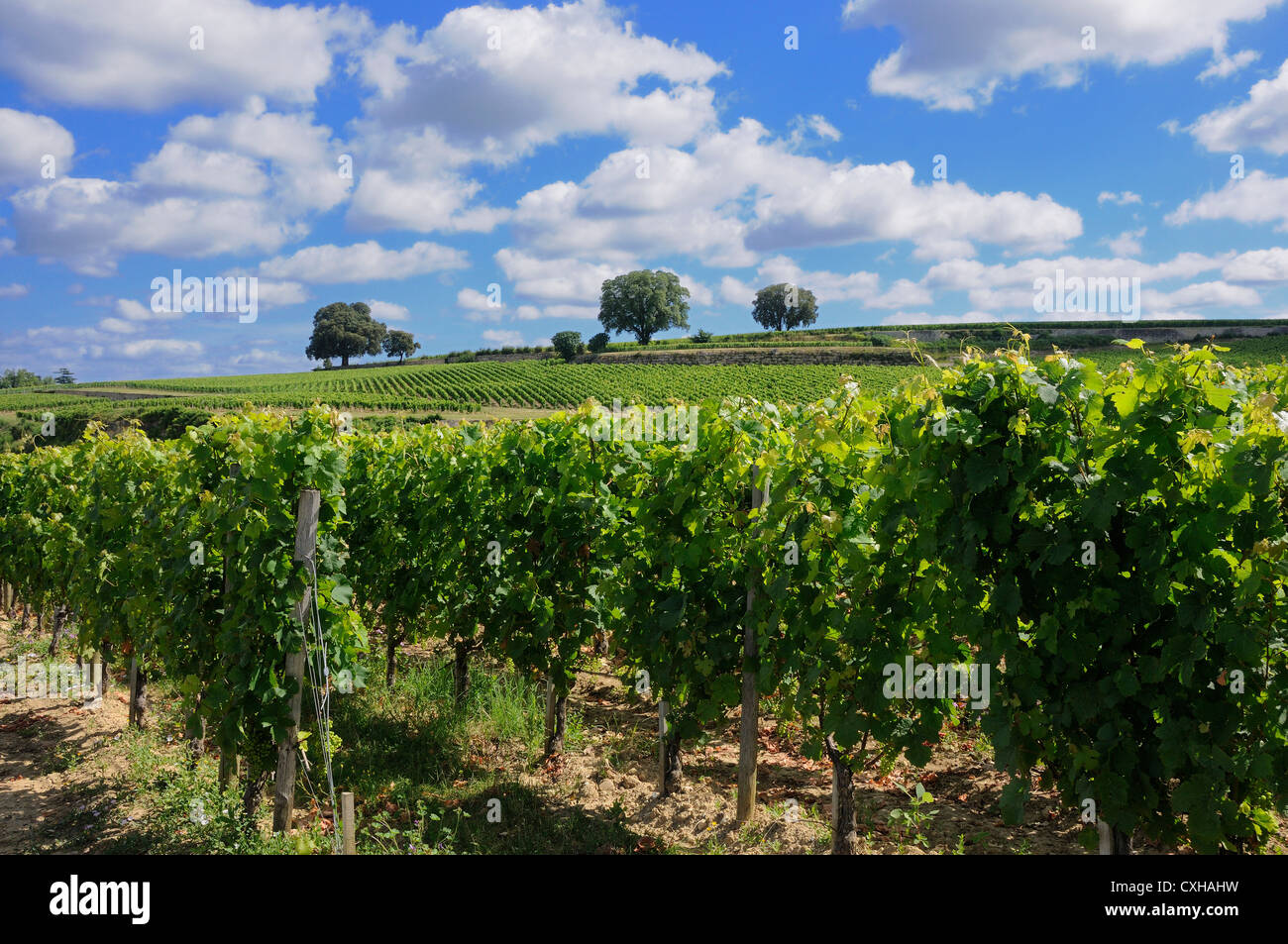 Vignoble de Saint-Emilion, Gironde, Nouvelle Aquitaine, France, Europe Banque D'Images