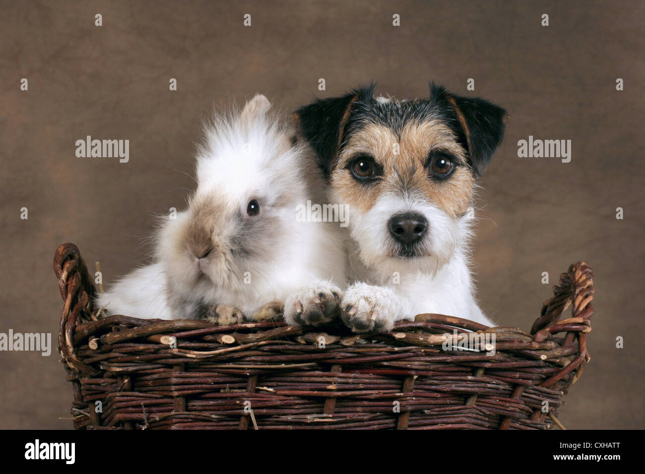 Chien à deux têtes Banque de photographies et d’images à haute résolution Alamy