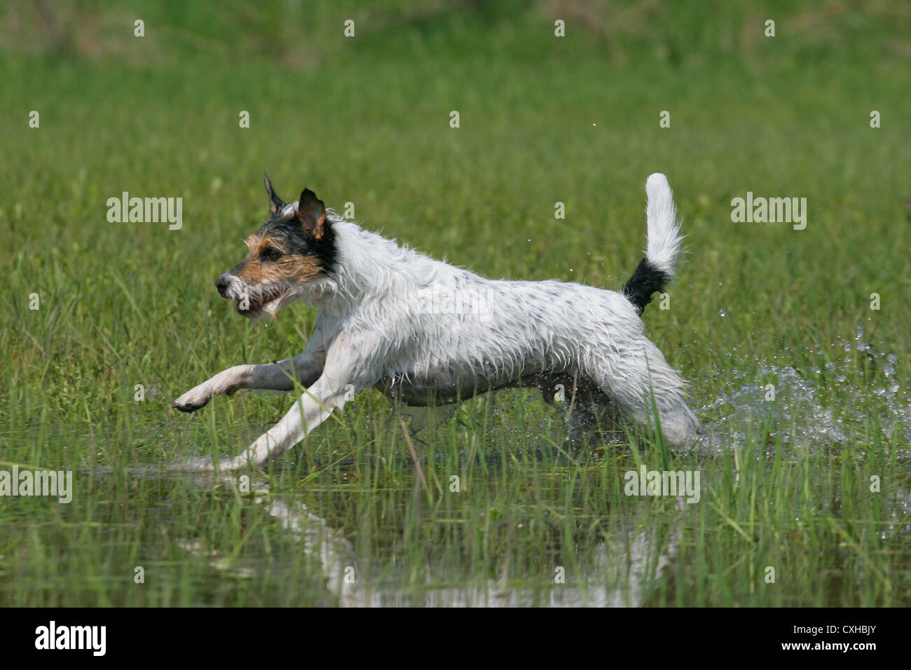 L'exécution de Parson Russell Terrier Banque D'Images