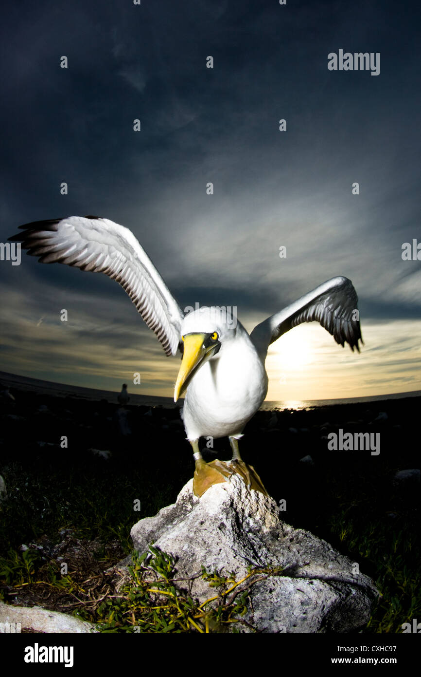 Sea bird fou masqué Sula dactylatra a atterri à Abrolhos island, au sud de l'Etat de Bahia, Brésil. L'heure du coucher du soleil. Banque D'Images