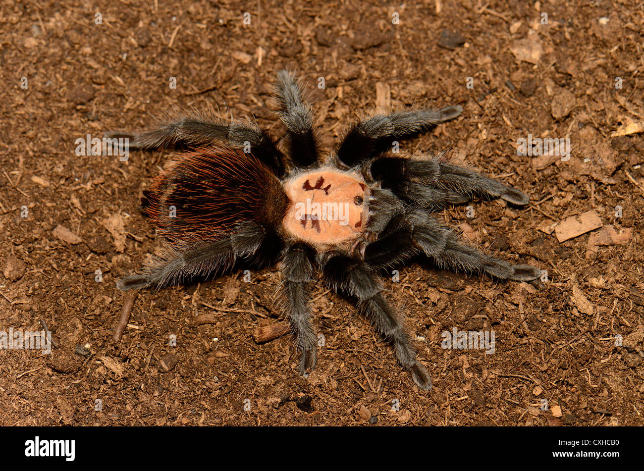 Belle femelle subadulte golden mexicain croupion rouge tarantula (Brachypelma albiceps) Banque D'Images