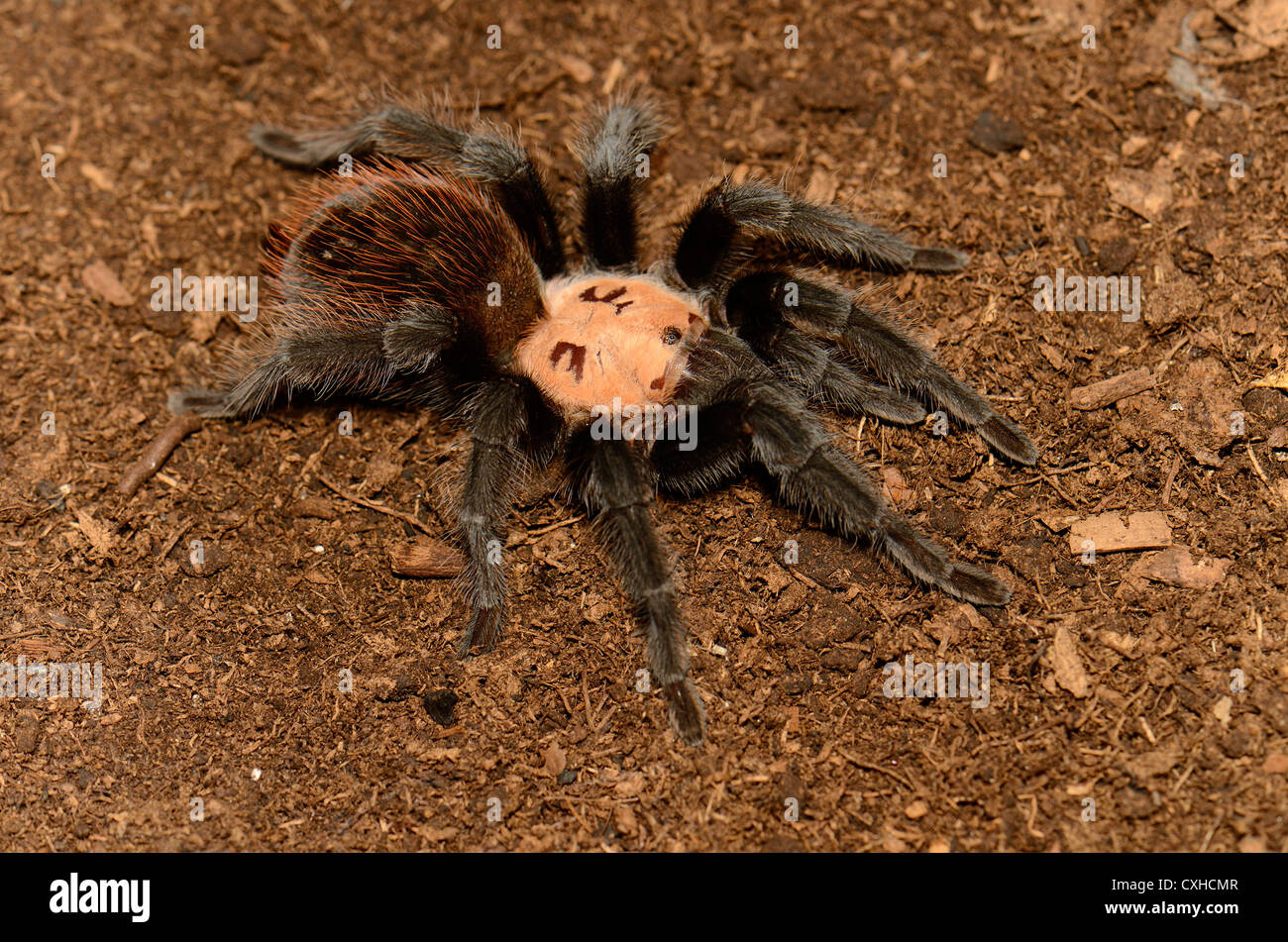 Belle femelle subadulte golden mexicain croupion rouge tarantula (Brachypelma albiceps) Banque D'Images