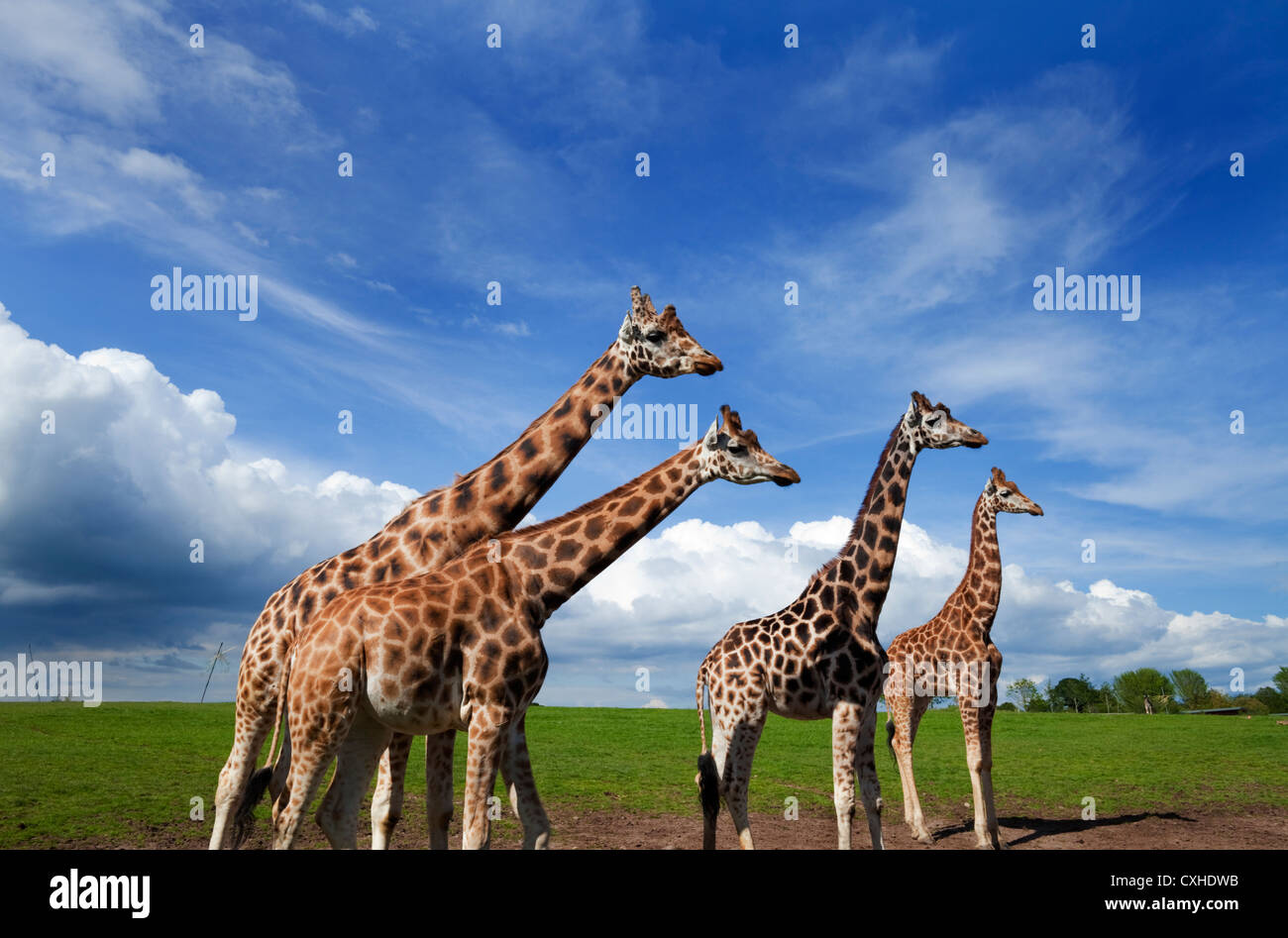 Les Girafes dans la Fota Wildlife Park, House, près de Cobh, dans le comté de Cork, Irlande Banque D'Images