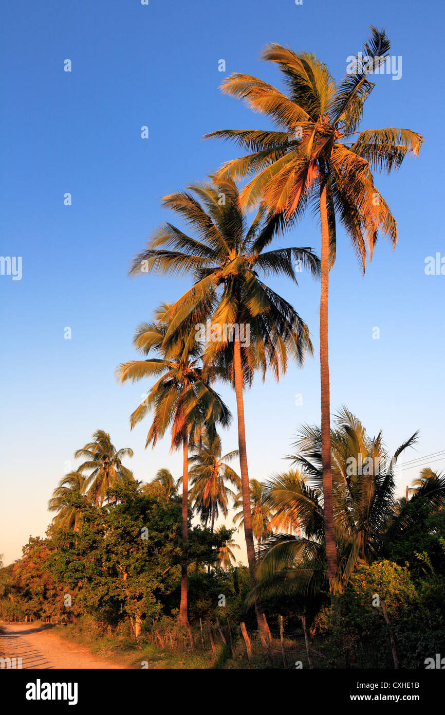 Campagne Près de Colima, Colima, Mexique Banque D'Images