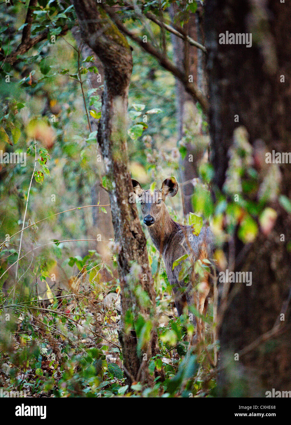 Sambar deer (cervus unicolor) dans la Réserve de tigres de Jim Corbett, Inde. Banque D'Images