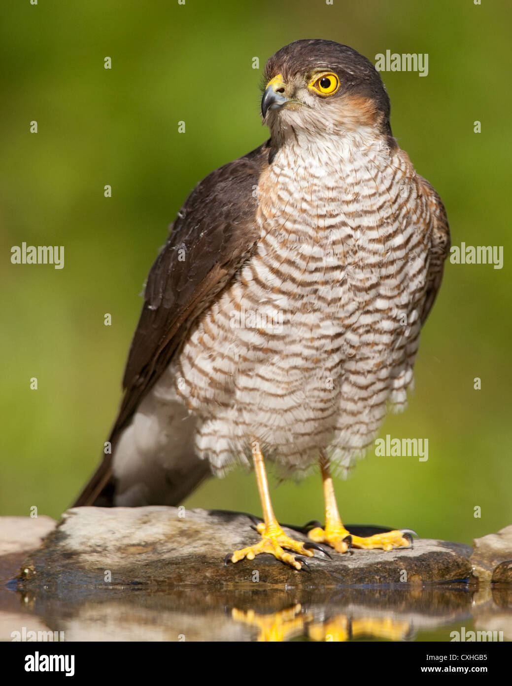 Eurasion huppé (Accipiter nisus) au bord d'une piscine Banque D'Images