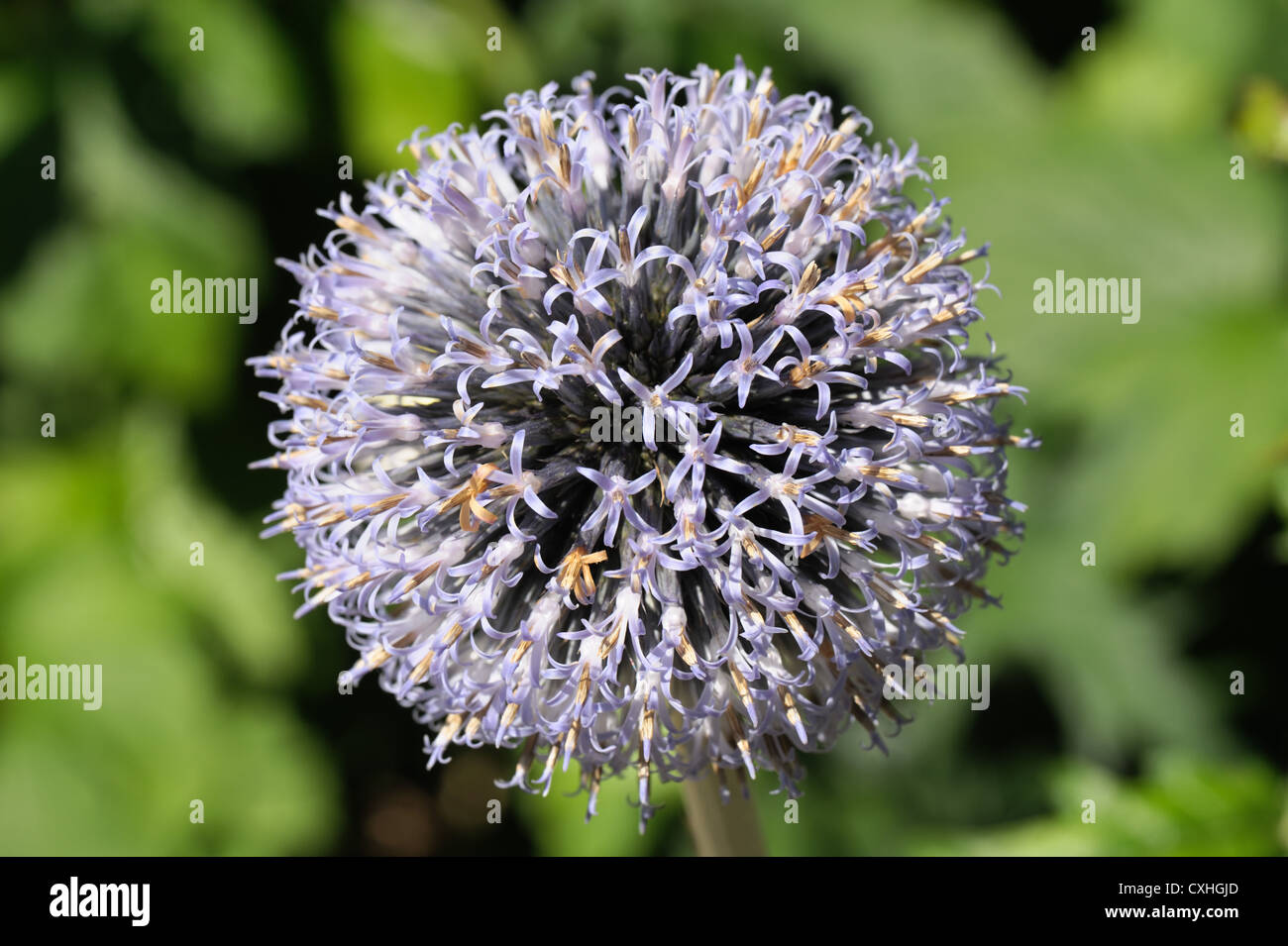 Chardon Bleu comme flowerhead de Trachycarpus fortunei Banque D'Images