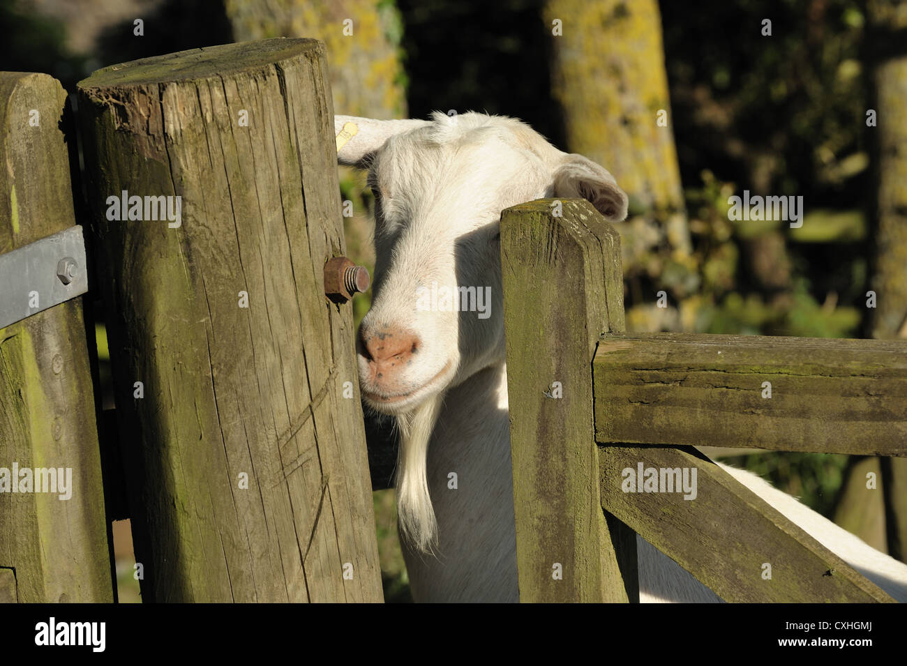 Saanen goat Banque de photographies et d’images à haute résolution - Alamy