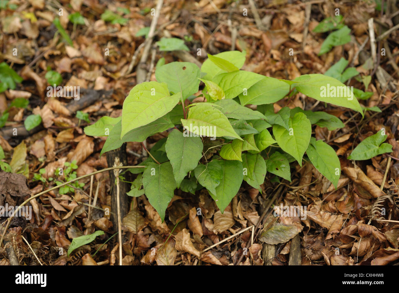 La renouée du Japon (Reynoutria japonica) repousse des plantes après l'application d'herbicide Banque D'Images