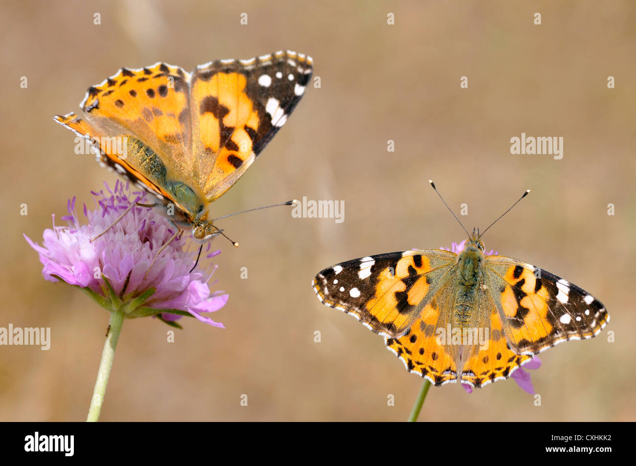 Libre de deux papillons belle dame (Vanessa cardui) se nourrissant de fleurs mauve scabiosa Banque D'Images