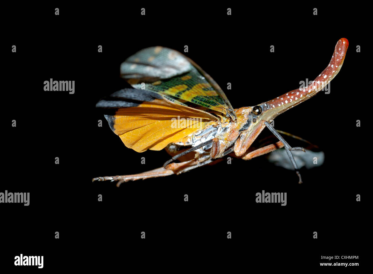 Insecte volant de nuit Banque de photographies et d’images à haute — free download
