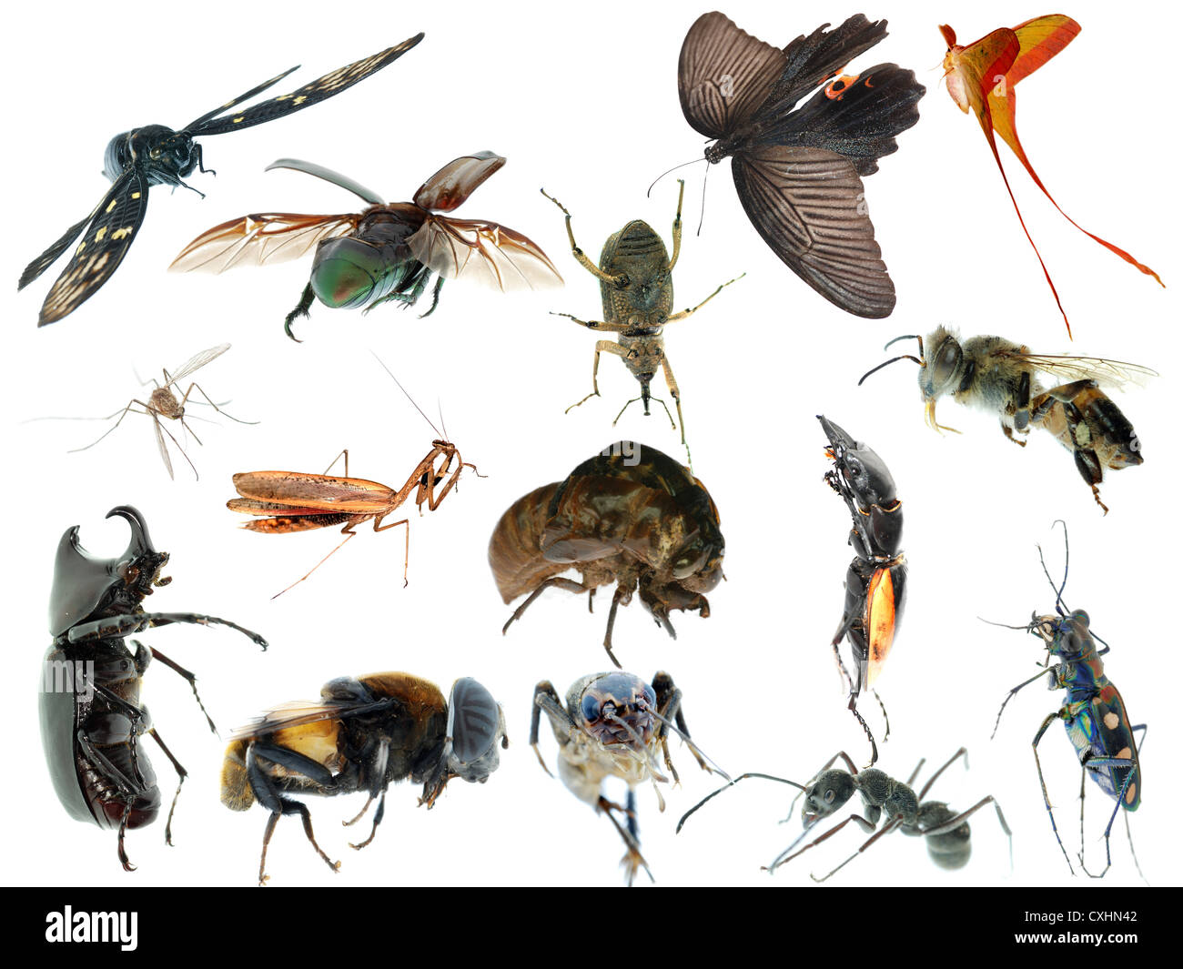 Ensemble d'insectes collection Banque D'Images