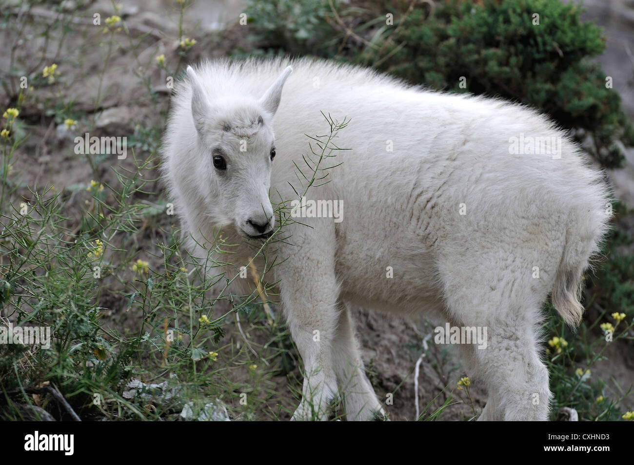 Bebe Chevre Banque D Image Et Photos Alamy Bebe Chevre Banque D Image Et Photos Alamy