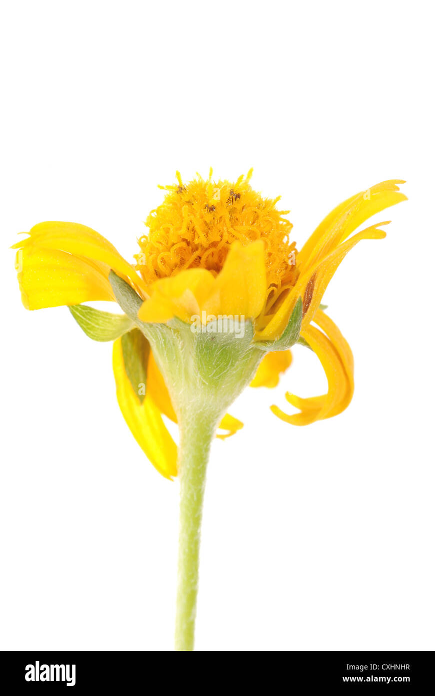 Fleur marguerite jaune Banque D'Images