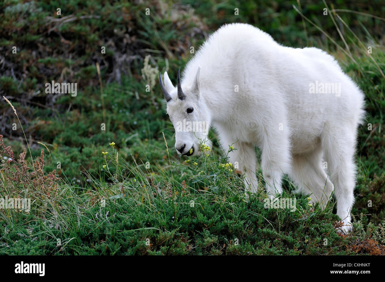 Une chèvre de montagne se nourrissant de fleurs sauvages Banque D'Images