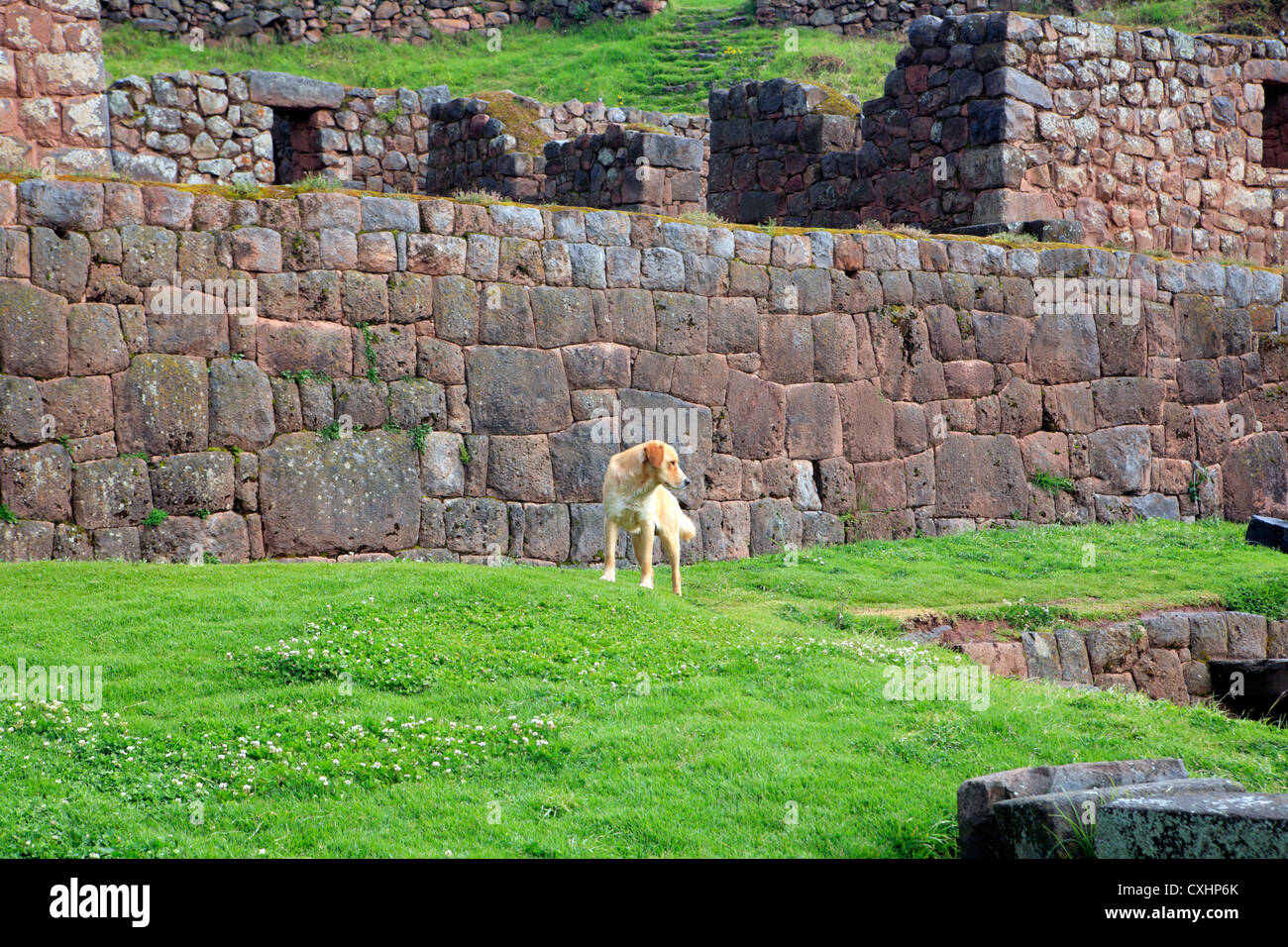 Tipon site archéologique, Cuzco, Pérou Banque D'Images