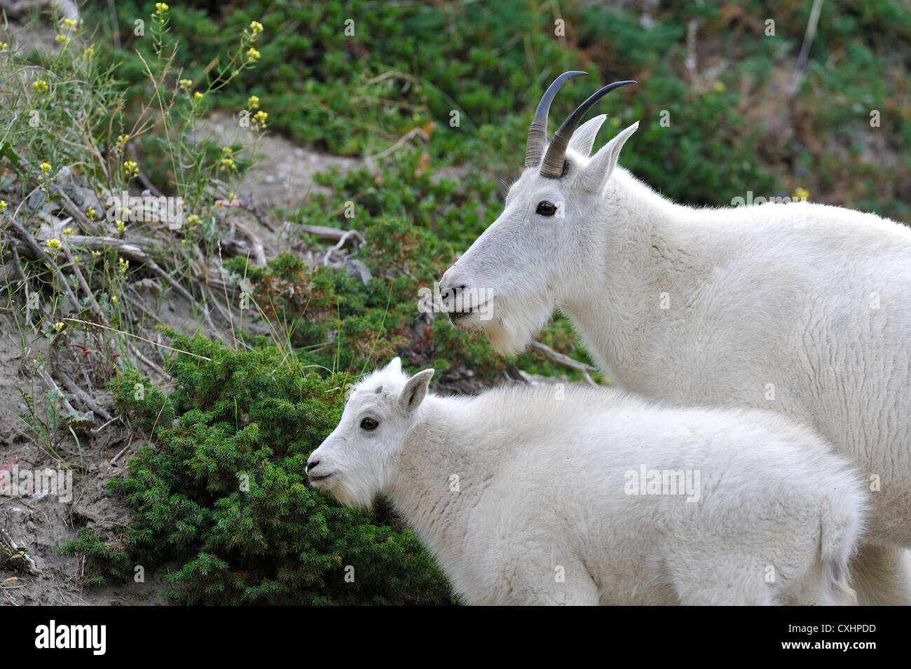 Une mère chèvre de montagne avec son nouveau bébé. Banque D'Images