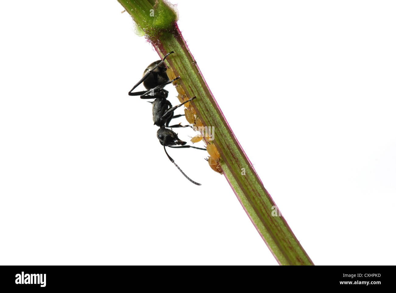 Ant d'insectes et isolé de pucerons Banque D'Images