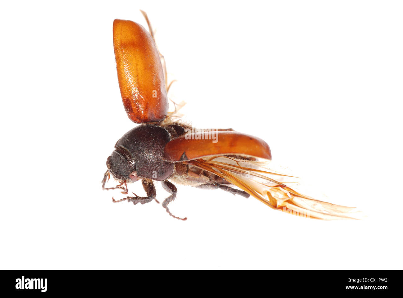 Brun scarabée volant Banque D'Images