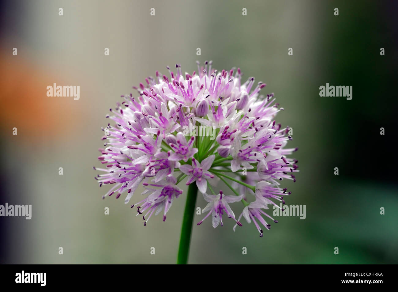 L'allium nutans ciboulette bleu d'été juillet portraits de plantes fleurs pétales rose pâle ampoules herbes culinaires comestibles sélective gros plan Banque D'Images