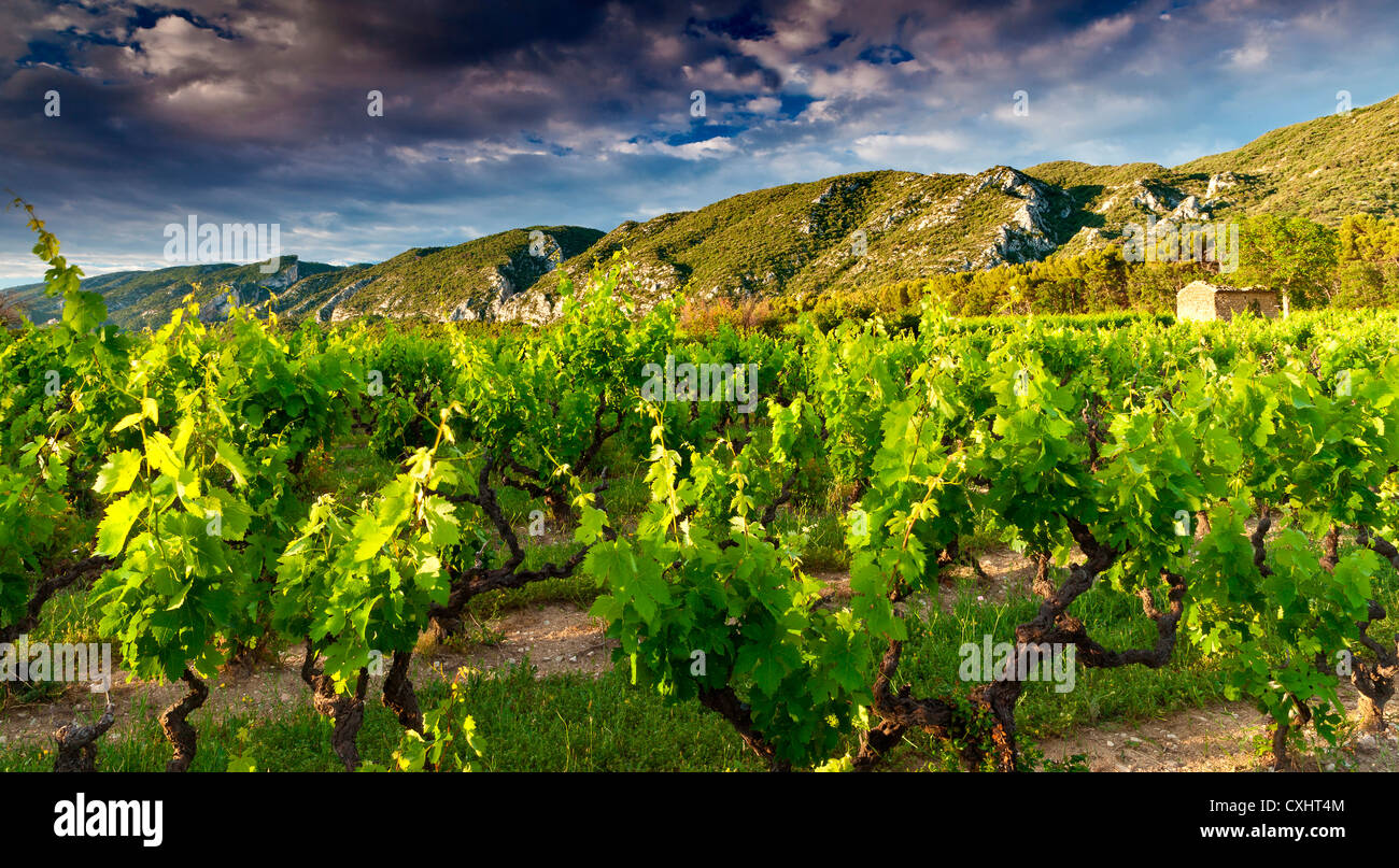 Vignoble et les montagnes du Lubéron,provence,France Banque D'Images
