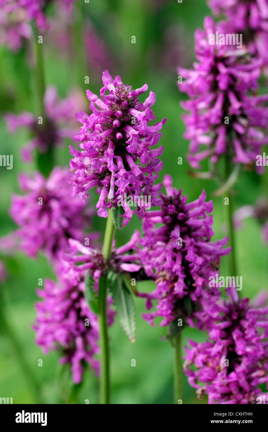 Stachys spicata var rosea Big Betony Rosea rose pourpre plante herbacée éternelle floraison fleurs fleur Banque D'Images