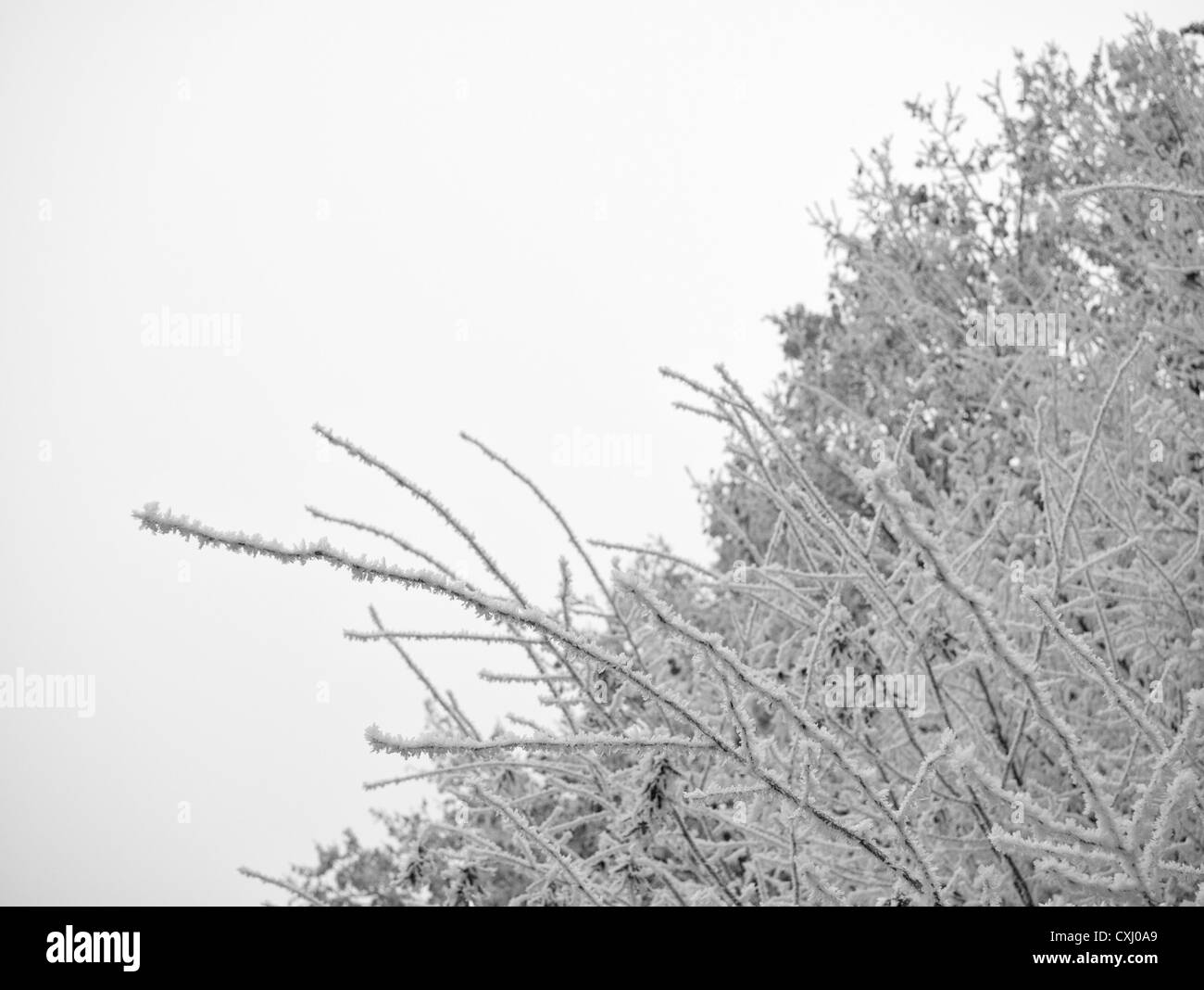 Les arbres gelés en hiver Banque D'Images