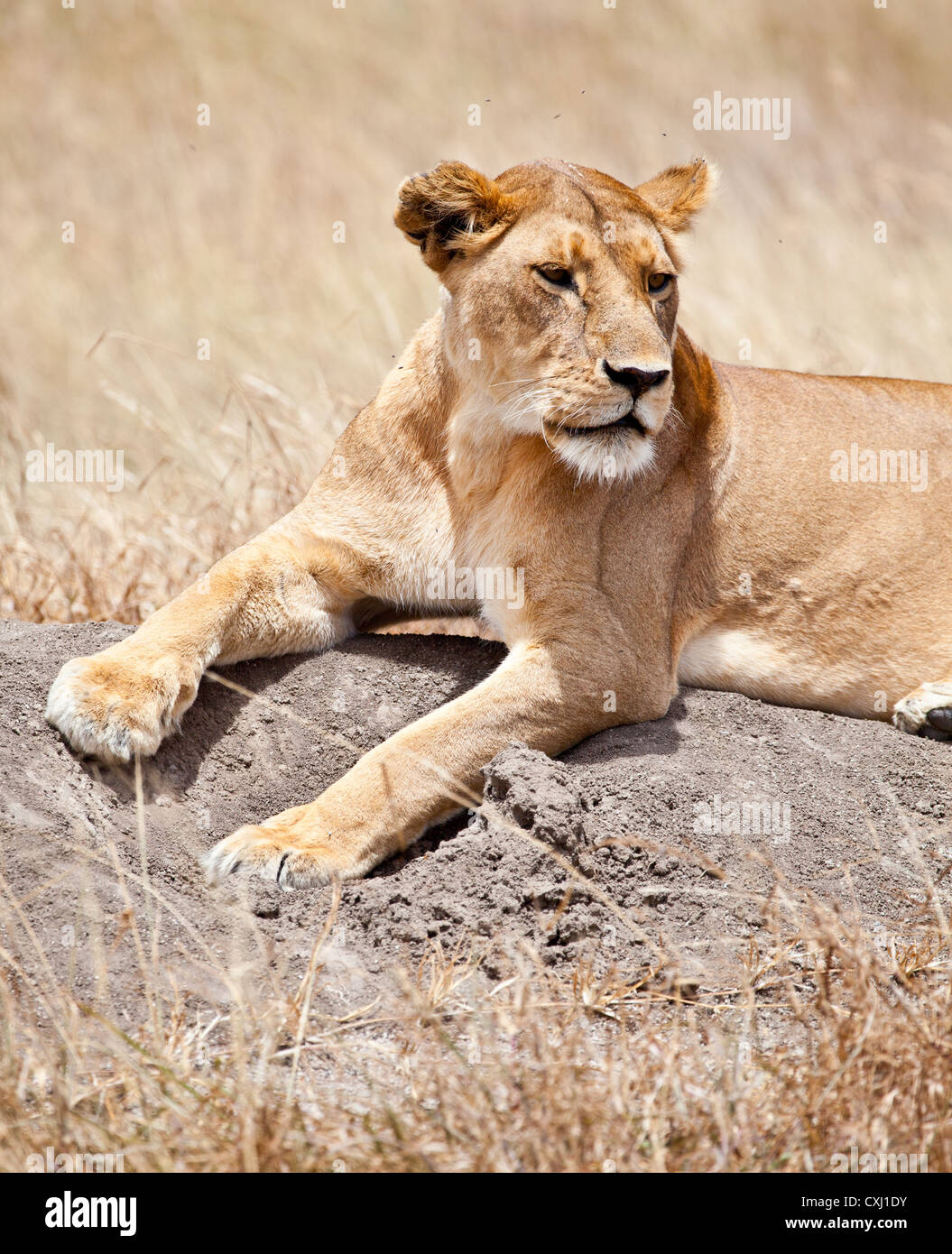 Lionne recherche les proies sur la savane, le Parc National du Serengeti, Tanzanie Banque D'Images