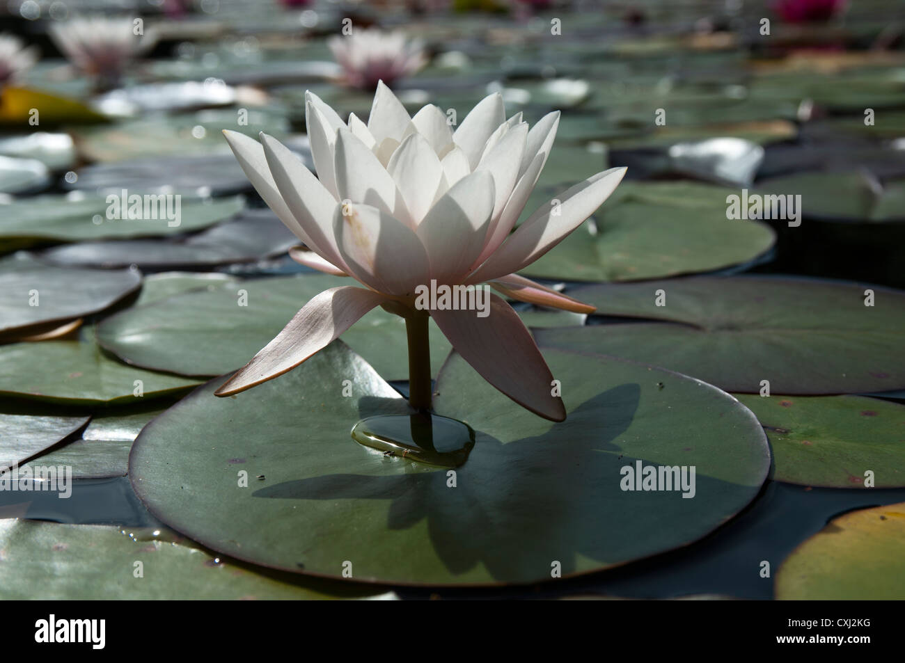 Nénuphar blanc Nymphaea alba Banque D'Images