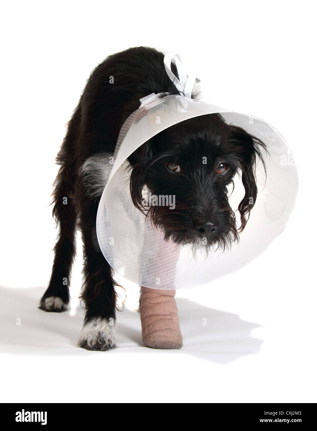 Chien Batard Caniche Jack Russel Croix Avec La Jambe Bandee Et Collier Elisabethain Photo Stock Alamy