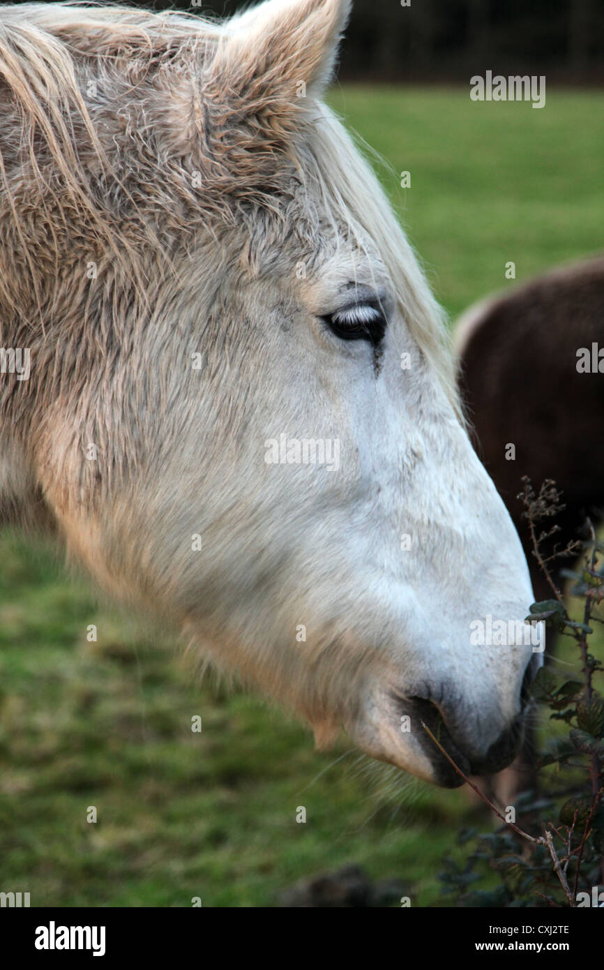 C' une photo d'un cheval ou des chevaux qui est blanc et est dans un champ vert plein d'herbe fraîche dans la campagne française Banque D'Images