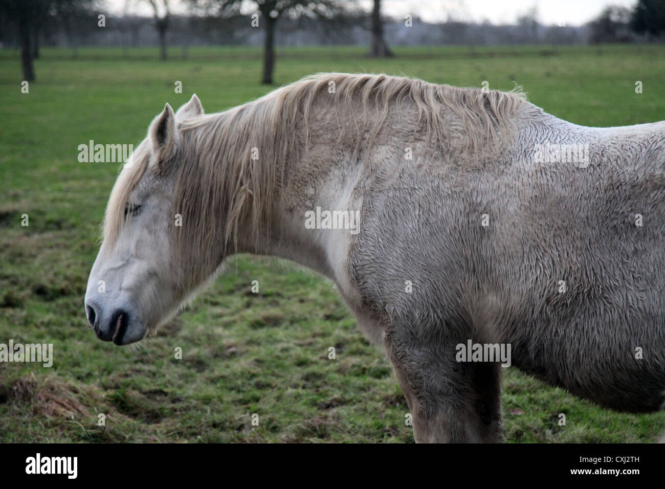 C' une photo d'un cheval ou des chevaux qui est blanc et est dans un champ vert plein d'herbe fraîche dans la campagne française Banque D'Images