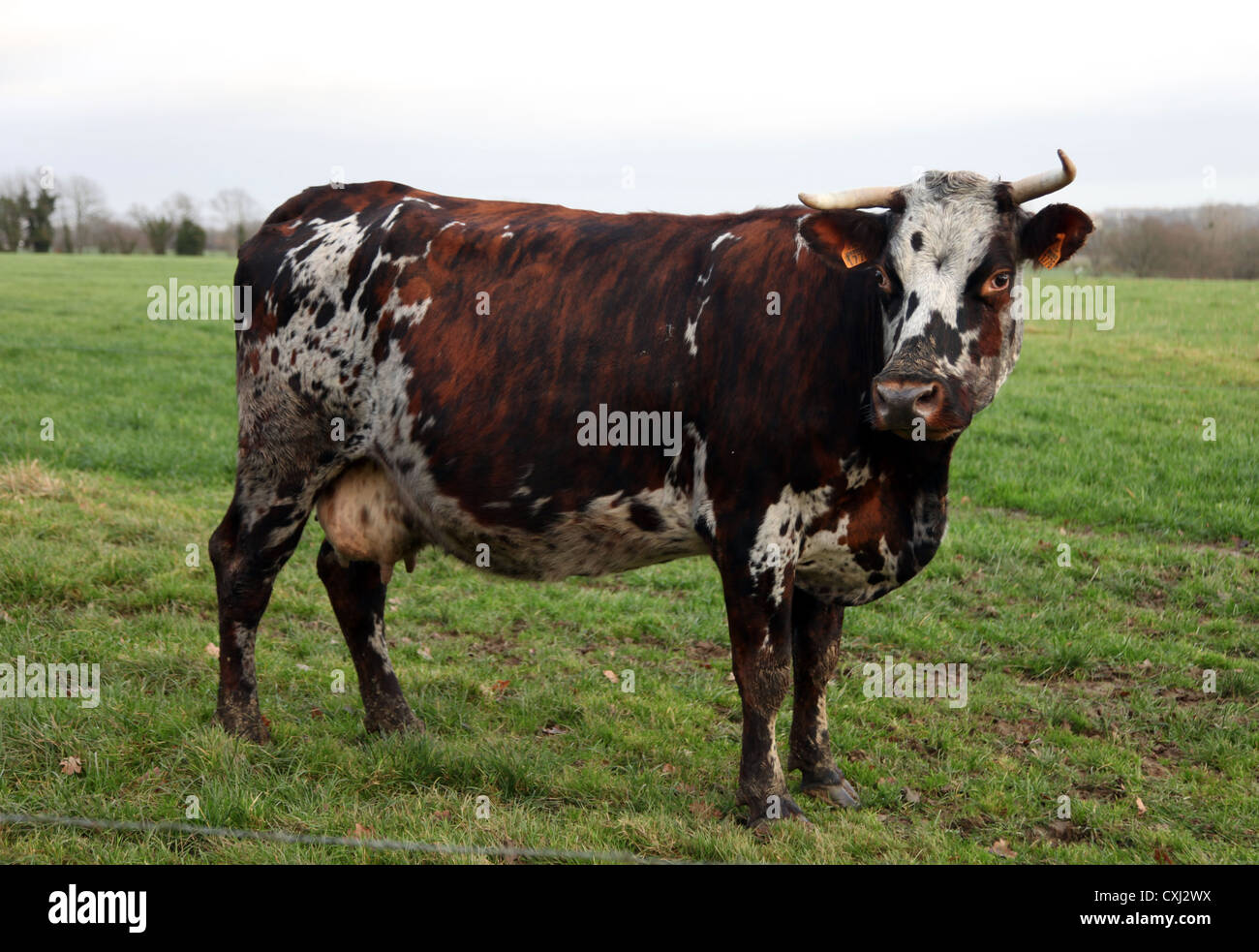 C'est une photo d'une vache normande dans un champ d'herbe en Normandie, à l'ouest de la France. C'est dans une ferme et l'animal nous regarde. Banque D'Images