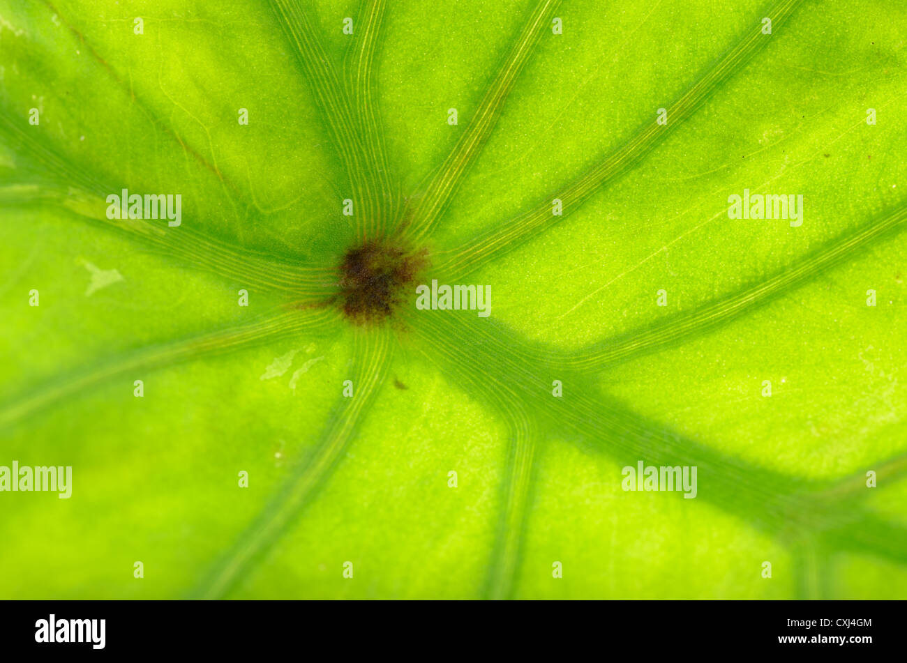 Texture de la feuille verte Banque D'Images