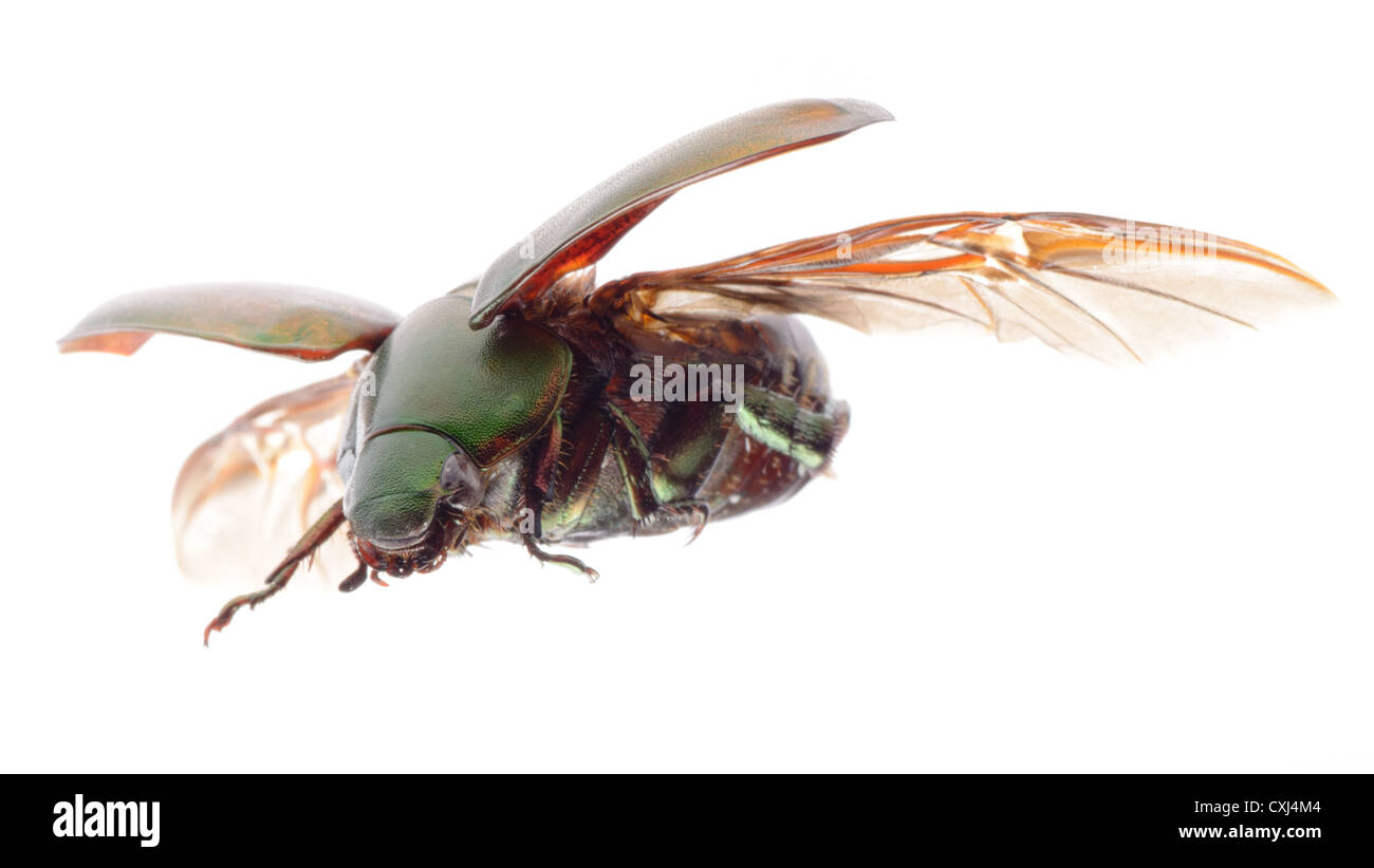 Scarabée insecte volant Banque D'Images