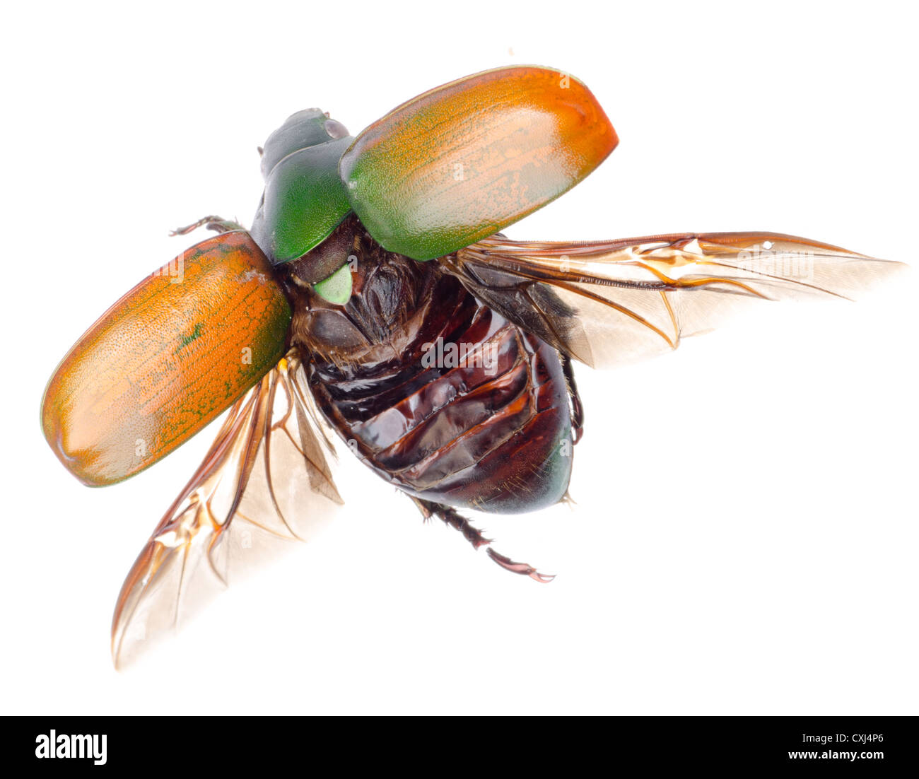 Scarabée insecte volant Banque D'Images