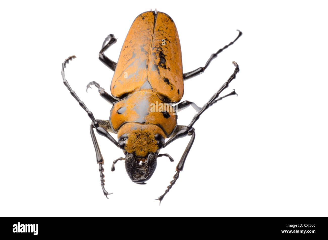 Trictenotomidae beetle Banque D'Images