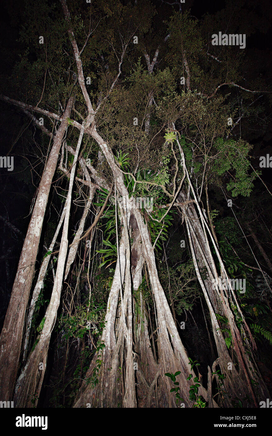 La nuit dans la forêt tropicale du Parc National de Pacaya-Samiria. Amazon, le Pérou. Banque D'Images