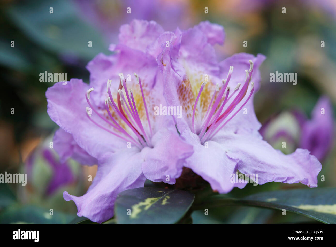 Germany, Bavaria, Rhododendron, Close up Banque D'Images