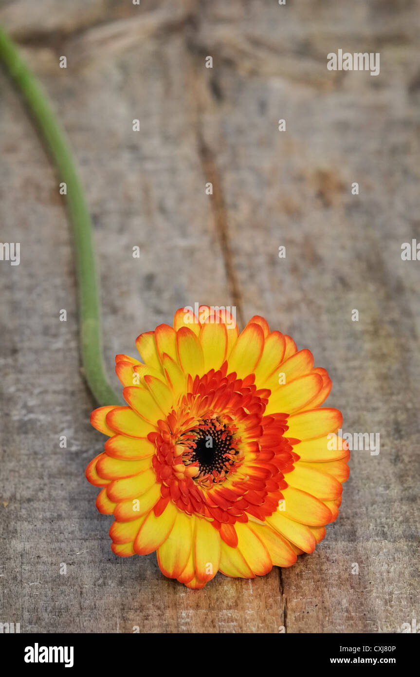 Coupe de fleurs colorées sur une planche en bois Banque D'Images
